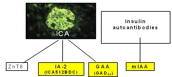 Gli anticorpi diagnostici di autoimmunità nel diabete