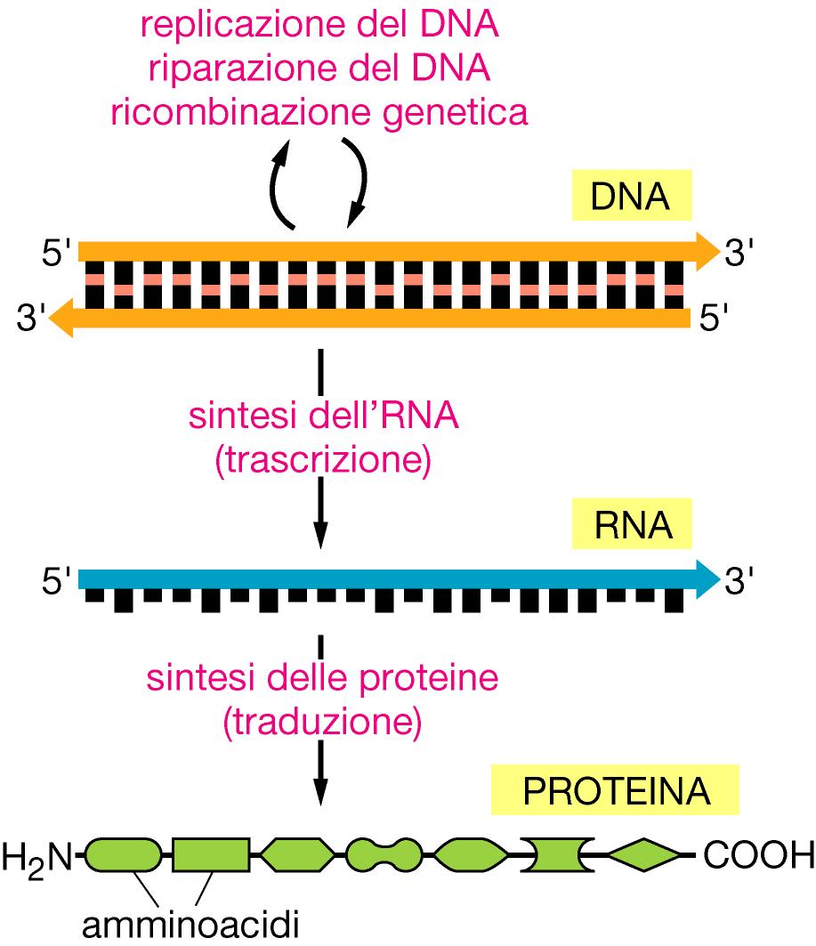 La trascrizione nei procarioti SINTESI RNA https://www.youtube.com/watch?