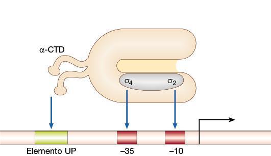 Il fattore σ 70 è costituito da quattro regioni,