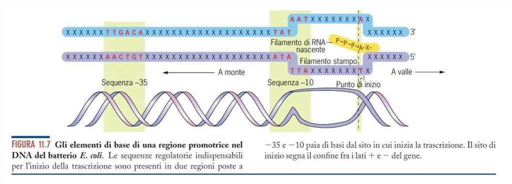 Karp Amaldi Durante la trascrizione, l avanzamento della RNA polimerasi lungo il DNA e l apertura della bolla di trascrizione inducono la