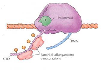 O Donnell, BIOLOGIA MOLECOLARE, Zanichelli