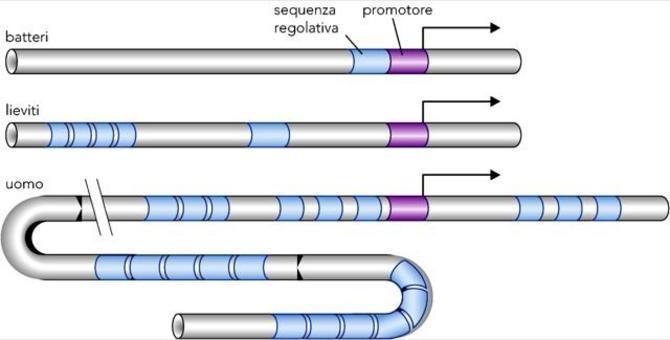 Elementi in cis di regolazione della trascrizione dai batteri all uomo Visione globale dei meccanismi di attivazione della trascrizione.