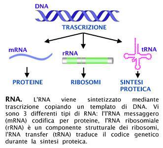 e piccoli RNA non codificanti