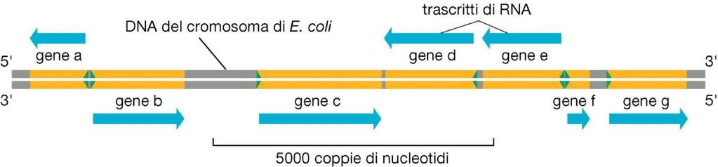 Importanza dell orientamento della RNA polimerasi.