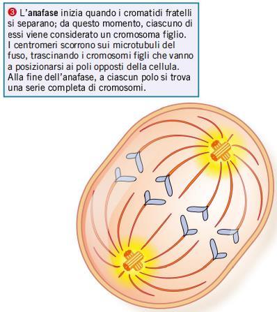 3. La mitosi e