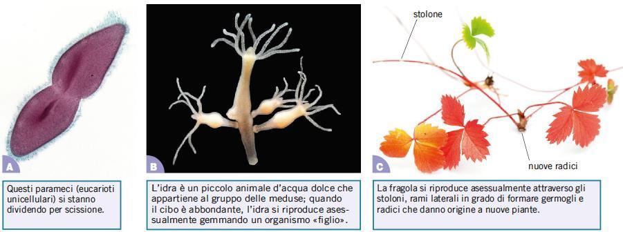 1. Tutti gli esseri viventi sono capaci di generare nuove cellule In natura esistono due tipi di riproduzione sessuata: tipica di quasi tutti gli