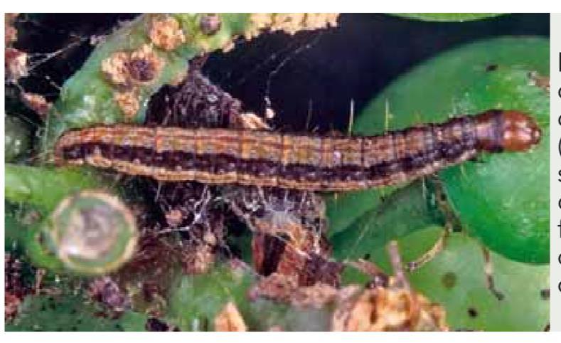 Ciclo biologico Lo svernamento avviene nello stadio di larva matura attiva.