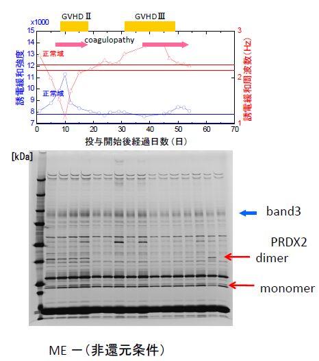 6 5, 20KDa TOF-MS 22KDa RPDX2 C Western