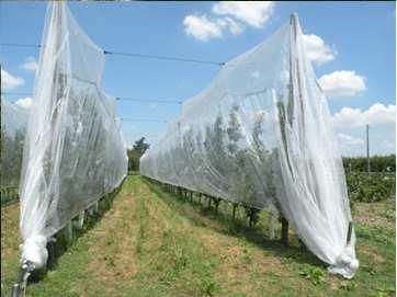 Carpomono filare Fonte INRA Avignon (FR), Consorzio Fitosanitario Modena (I) RETI