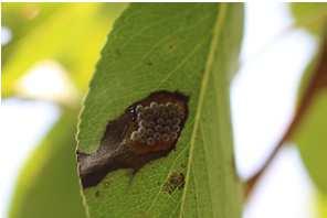 .diverse segnalazioni di parassitizzazione naturale di Anastatus spp.