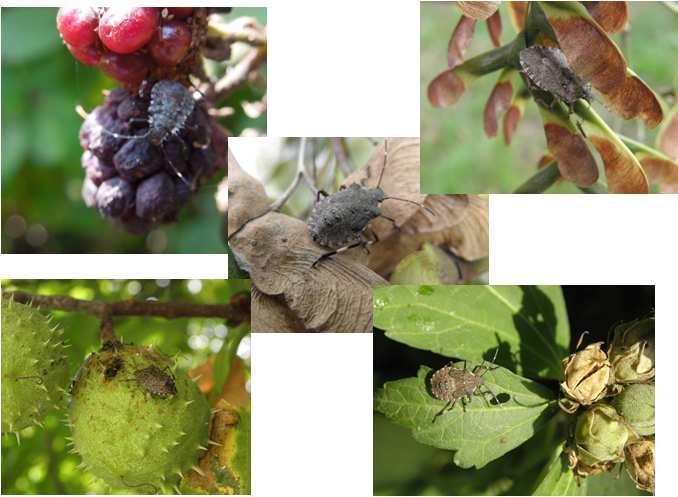 INFRUTTESCENZE formazione seme Monitoraggio territoriale: altre cimici Miridi Altri