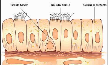 Un tessuto in rapida proliferazione cellulare ha una maggiore sensibilità alle radiazioni