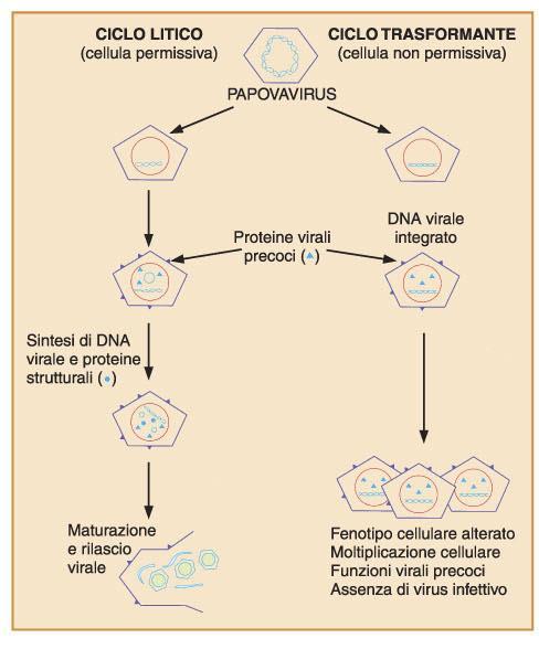 Cellule permissive: Cellule non permissive i promotori di geni virali si collocano in prossimità di protooncogeni cellulari Permettono al virus di replicarsi Subiscono l effetto citopatico,ma non