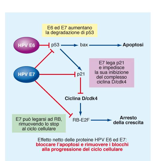 HPV16-18