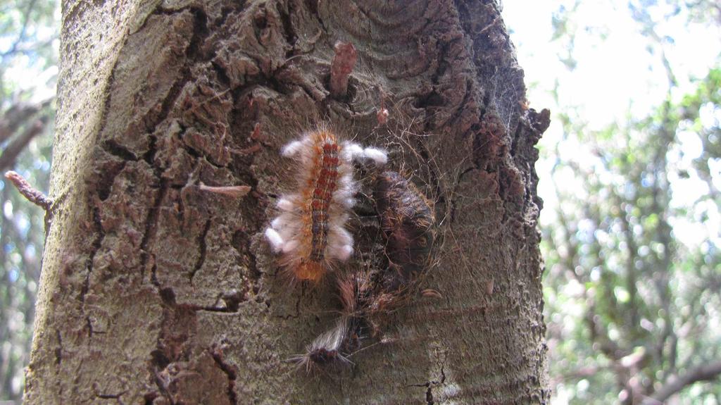 Pupe di Braconidi su larva di Limantria dispar Dai rilievi condotti è emerso inoltre come, in corrispondenza delle aree forestali che hanno subito negli anni passati e in questa primavera forti e