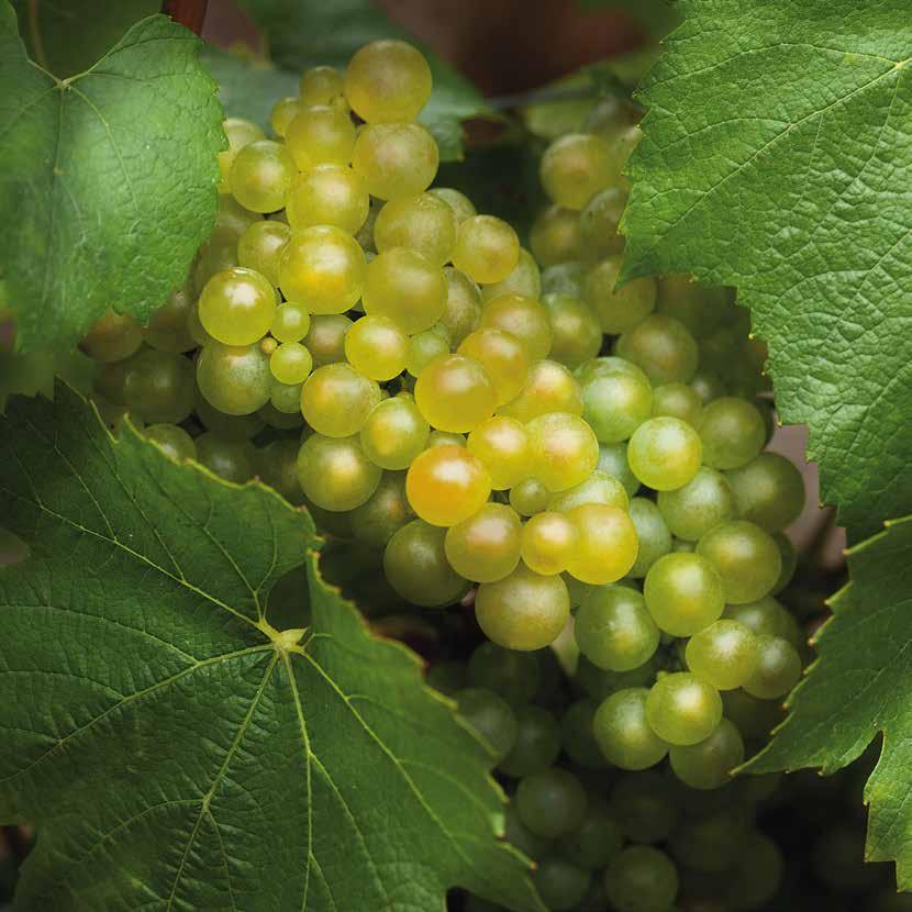 Bouquet: note di fiori bianchi, composta di frutta fresca e sentori di brioche conferiscono al vino la sua eleganza e finezza. Palato: accenni di vaniglia, frutta bianca e panpepato.