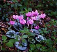I ciclamini sono dei piccoli fiori di colore rosa