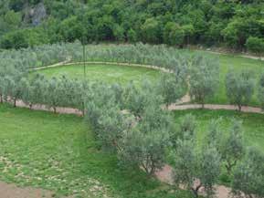 L opera d arte Terzo Paradiso è fatta con 121 piante di ulivo. L ulivo rappresenta la pace. Le piante formano tre cerchi uniti.