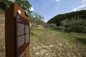 7 - L oliveto Vicino al guado e al sentiero che torna dalla radura del Terzo Paradiso puoi