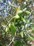 Per fare l oliveto gli uomini hanno tagliato un pezzo del Bosco.
