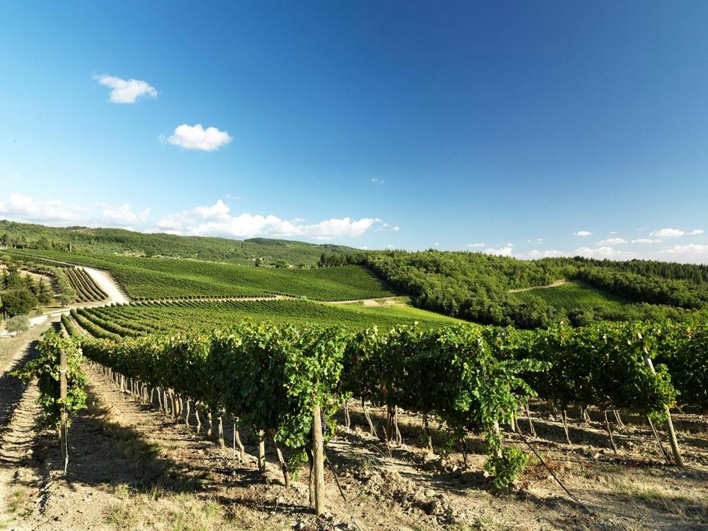 Vendemmia selettiva Conclusioni Garantisce una consistente aumento della quantità e qualità delle uve Sangiovese destinate a produrre vini