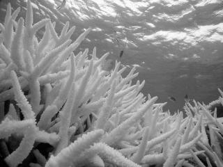 Lo sbiancamento dei coralli