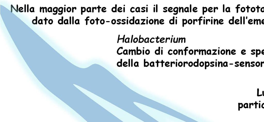 dell eme Halobacterium Cambio di conformazione e