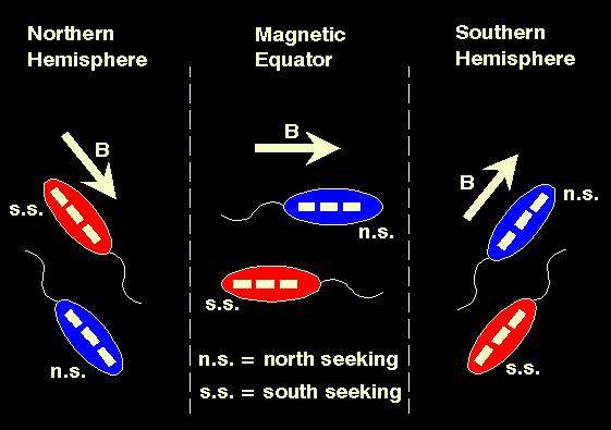I magnetobatteri possono orientarsi cercando il Nord (NS) o cercando il Sud (SS) a seconda dell orientamento del dipolo magnetico