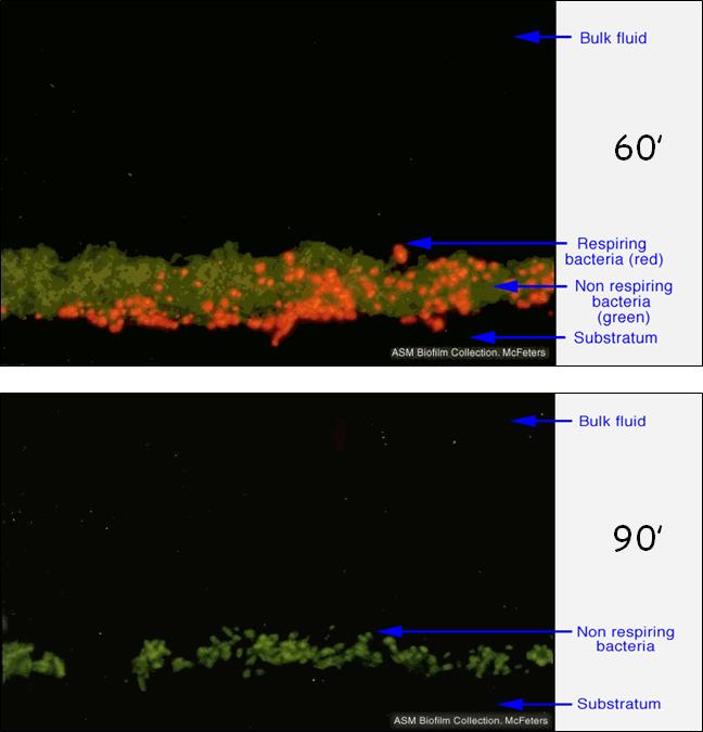 il biofilm è assottigliato e molte cellule