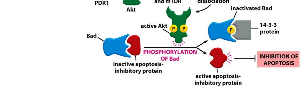 Biology of the