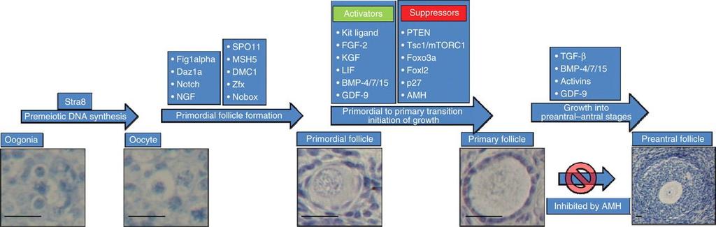 The factors involved in folliculogenesis. Oktem O, Urman B Hum. Reprod. 2010;25:2944-2954 The Author 2010.