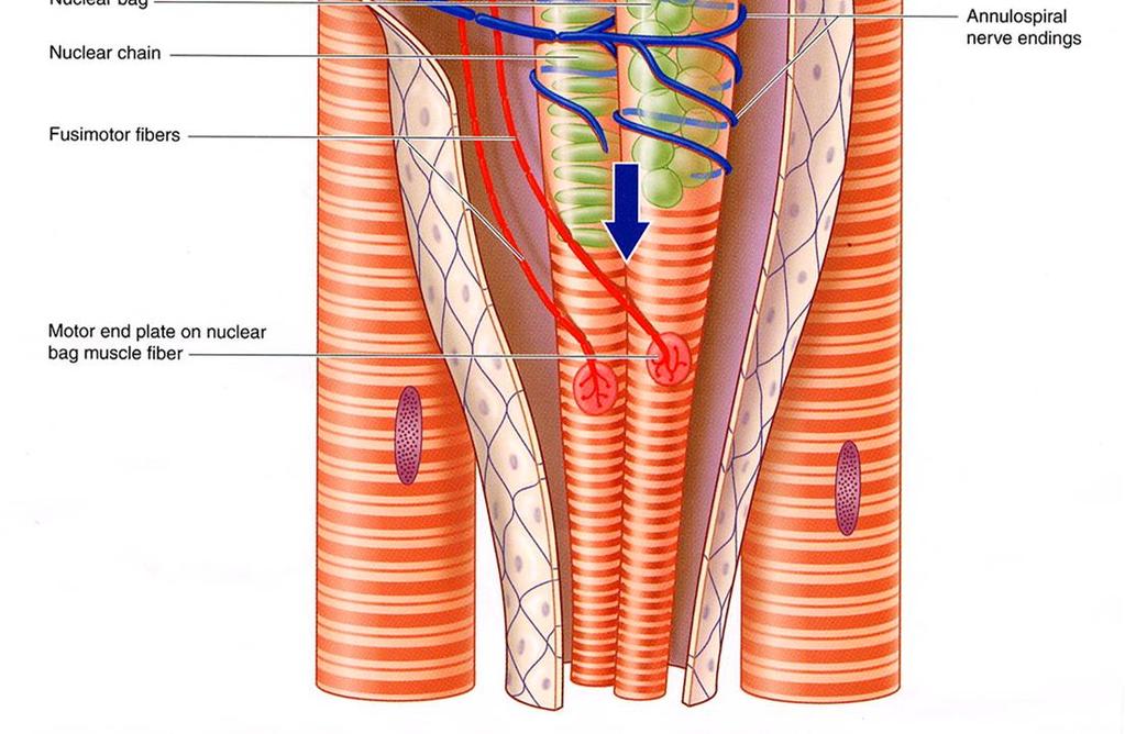 neuromuscolari - recettori di