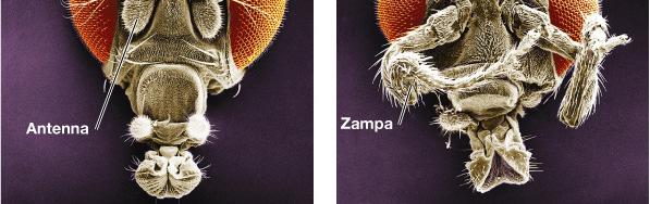 GENI OMEOTICI (ANIMALI) Scoperti in Drosophila, estremamente conservati negli Eucarioti In Drosophila determinano l identità