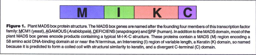 MADS: MCM1(lievito), AGAMOUS (arabidopsis), DEFICIENS (anthirrinum), SRF (uomo) In Arabidopsis oltre 100 geni MADS BOX Animali o funghi ne possiedono un