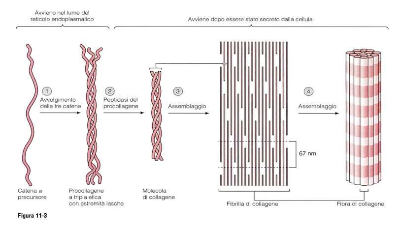 Le fibre collagene sono resistenti, flessibili e poco elastiche Assumono