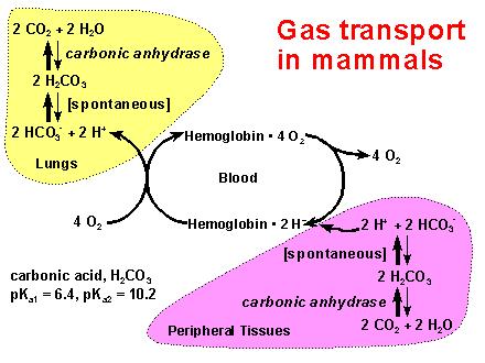 carbonica POLMONI La CO 2 abbassa il ph negli eritrociti e favorisce il