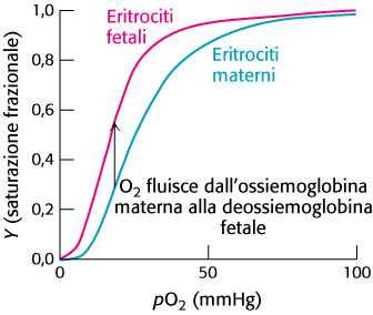 l effetto spiega il perché l Hb fetale ha
