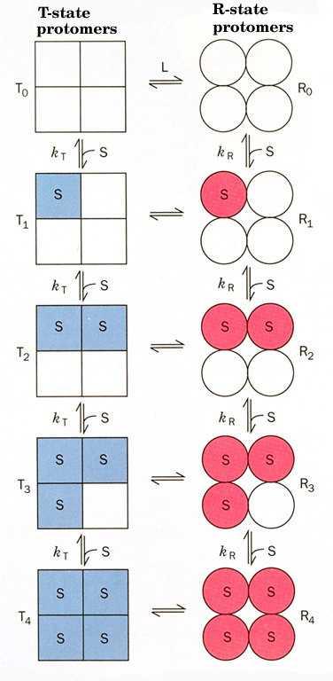 Modello concertato o simmetrico MWC (Monod-Wyman-Changeux) tutte le subunità cambiano conformazione insieme (o T o R, mai TR) i legandi hanno bassa affinità per T ed alta per R il legae aumenta la