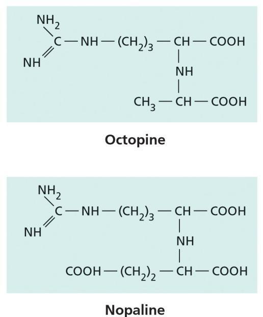 la biosintesi di: - zeatina (isopentenil transferasi) e auxina - opine,