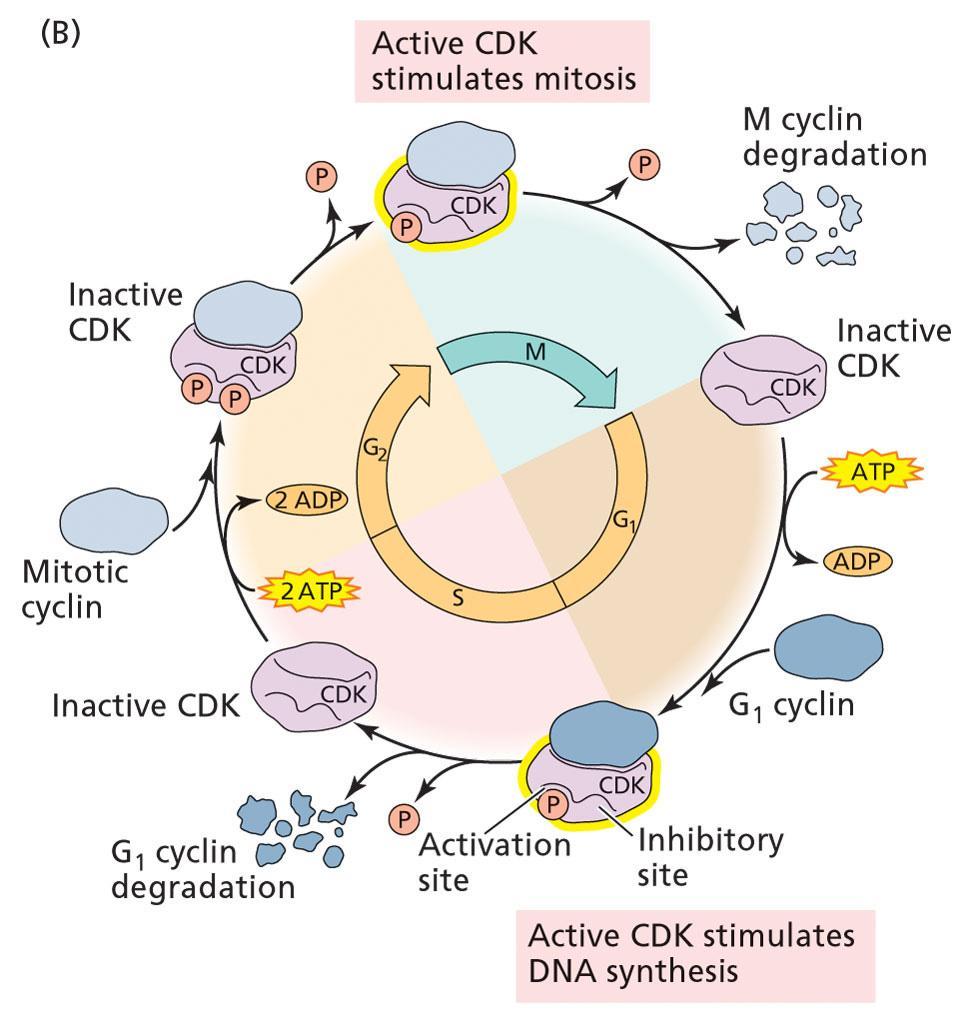 le citochinine regolano componenti del ciclo cellulare CDK Cyclin