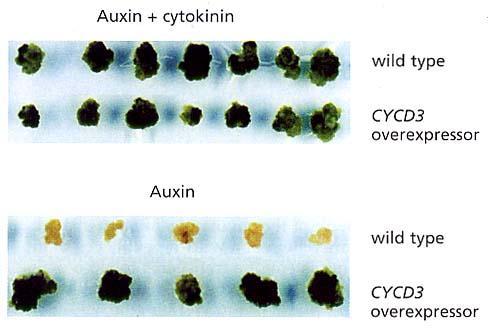 le citochinine regolano componenti del ciclo cellulare