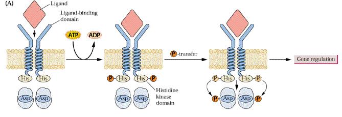 Il recettore delle citochinine è una proteina simile ai recettori a due componenti