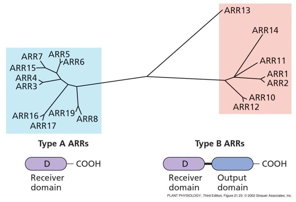 ARR : Arabidopsis Response Regulator La trascrizione dei geni ARR