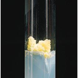 ricerca del fattore che regola la divisione cellulare 1930 White il succo di pomodoro e il latte di cocco contengono una sostanza in grado di promuovere