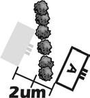 Esempio: attraversare un ostacolo di livello 1 L unità A è costituita da una base di picchieri e moschettieri Pk che ha un movimento normale pari a 2um.