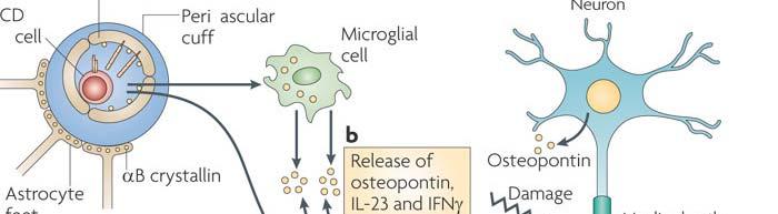 LE CAUSE DELLA MS infiammazione neurodegenerazione Cellule CD4+ T helper