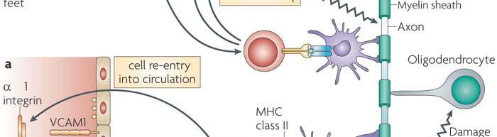 immunitaria mediante il reclutamento di CD8+, B cellule, granulociti, monociti,