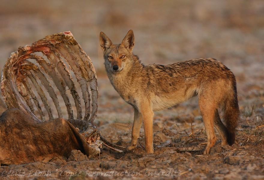 Il nome geroglifico di Anubi si traduce più precisamente con Anpu o Inepu colui che ha la testa di uno sciacallo ricordando però che lo sciacallo dorato può incrociarsi con il cane, quindi la