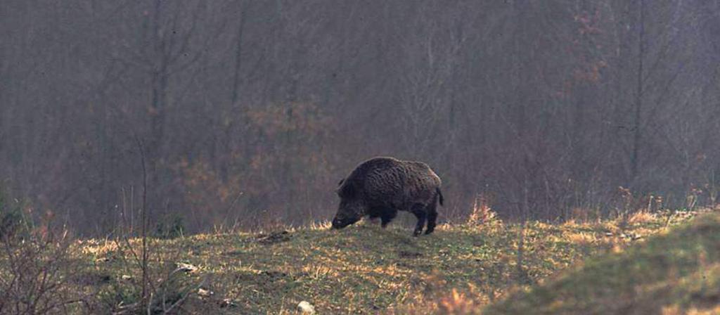 Morfologia Aspetto Il cinghiale è un ungulato di aspetto robusto, con gli arti corti (negli individui adulti la distanza del ventre dal suolo è circa un terzo dell altezza) ed il corpo allungato.