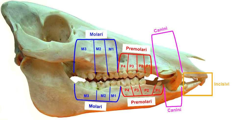 Morfologia Dentatura I denti del cinghiale sono 44; 22 nella mandibola e 22 nella mascella: 12 incisivi (6+6), 4 canini (2+2), 16 premolari(6+6) e 12 molari (6+6).